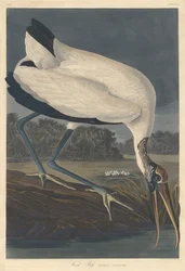 Ibis des bois, 1834